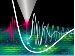 A laser pulse (red) excites a femtosecond pulsed tunneling current in a scanning tunneling microscope, which can be used to measure the oscillation of coherent phonons - phase-stable lattice oscillations – in real-time locally at the nanoscale.