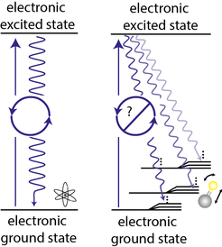 Figure 2. Atoms can scatter many millions of photons from the same laser beam without being pumped into a 'dark' state which is not coupled to the laser (left). Molecules, however, can be excited to rotate and/or vibrate by the excitation laser and a close-cycle of absorption and emission generally does not exist.
