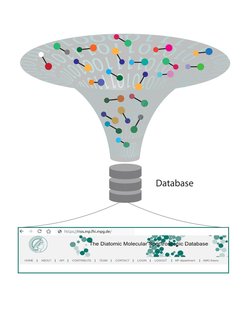 The Diatomic Molecular Spectroscopy Database